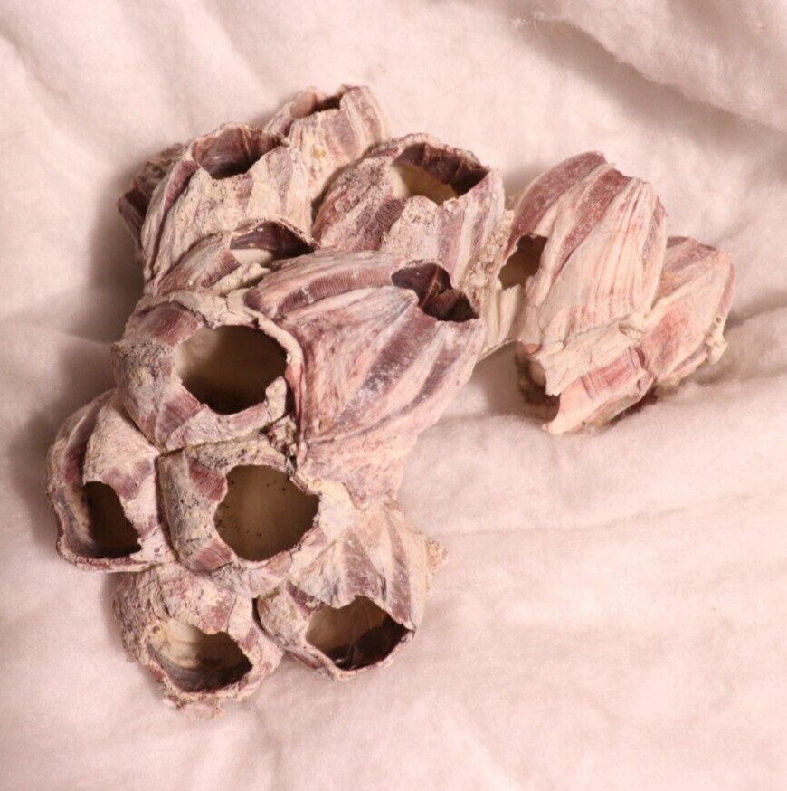 Barnacles Fossil Shell Purple Cluster