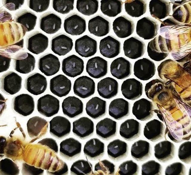 20 Plastic Bee Frames | Wax Foundation for Bee Frames Sheet Deep - BLACK-YELLOW