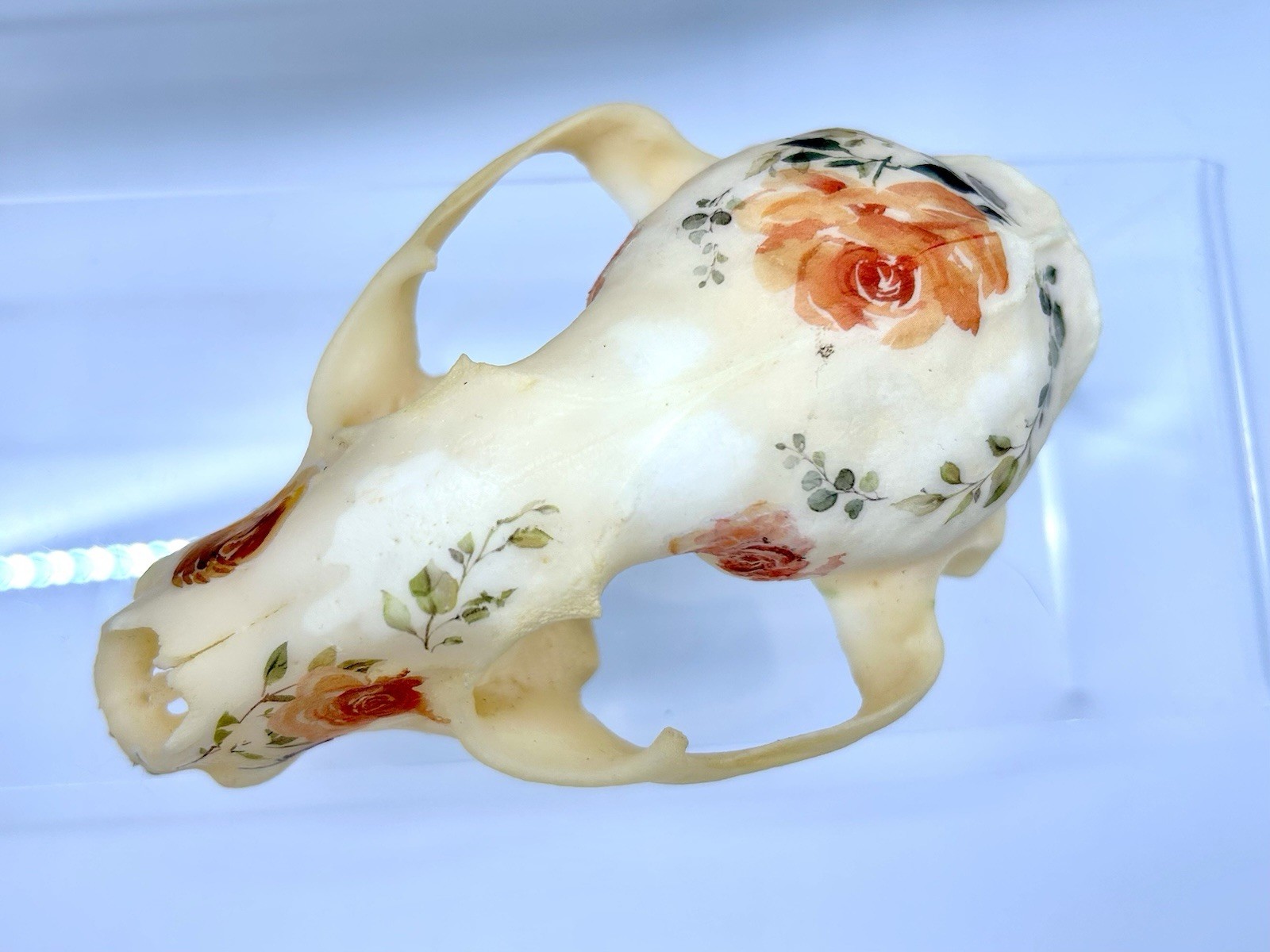 Embellished floral Raccoon Skull Vintage Ormolu/Casket Jewelry Box Dried Flowers