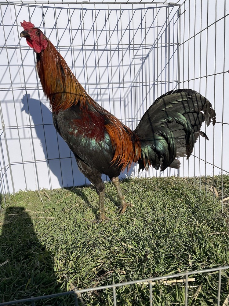 DoubleHFarm|| Fertilized 12 Hatching Eggs