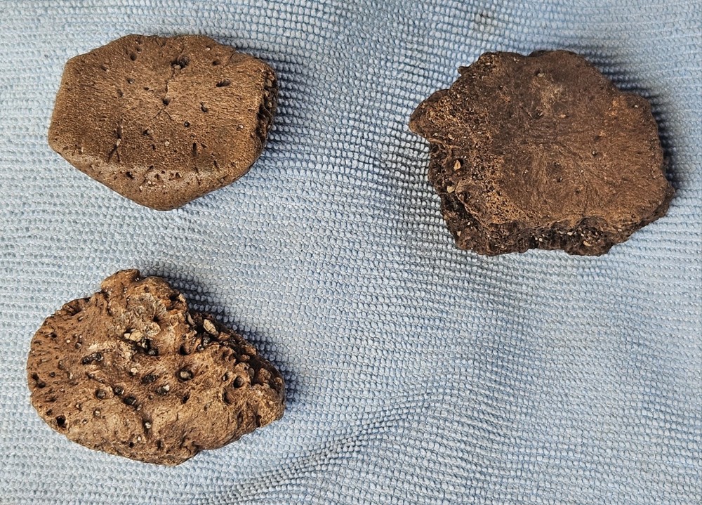 3 Authentic Florida Peace River Glyptodont Osteoderms (Scutes) Fossils 1.75-2"