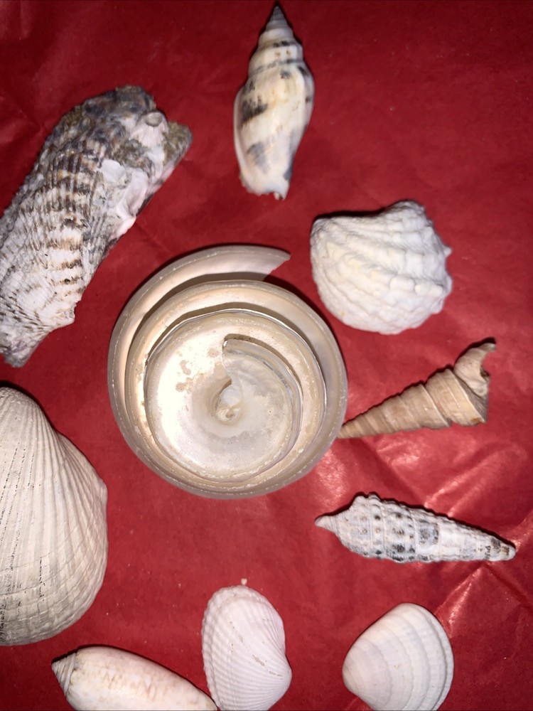 Seashell Lot Various Sizes and Shells Beautiful Selection Craft Beach 10 Shells