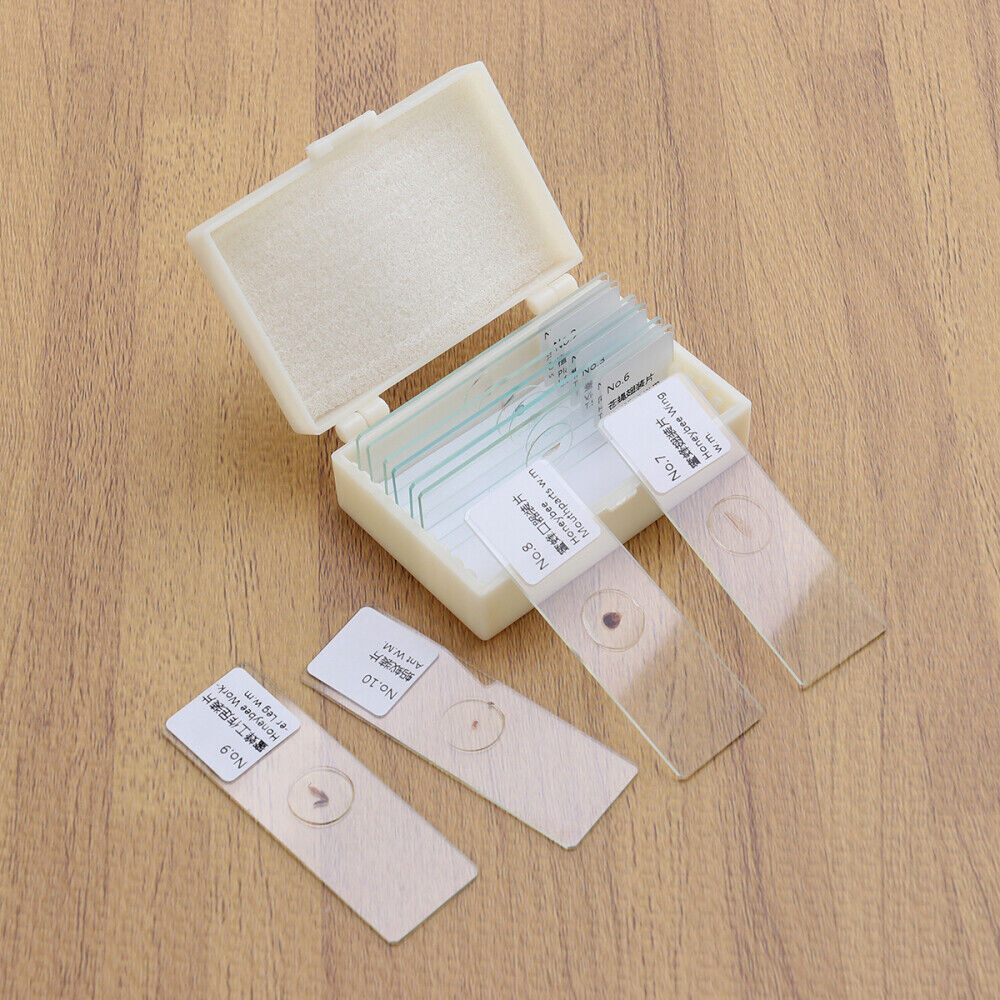 10 PCS/Set Prepared Slides Kids Microscope Microscope Slides With Specimens