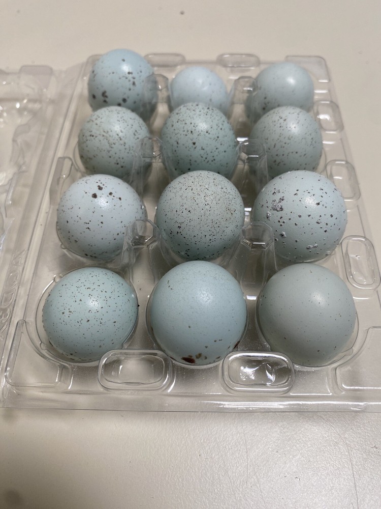 60- Celadon Quail Hatching Eggs - 100% True Blue Coturnix 🪺