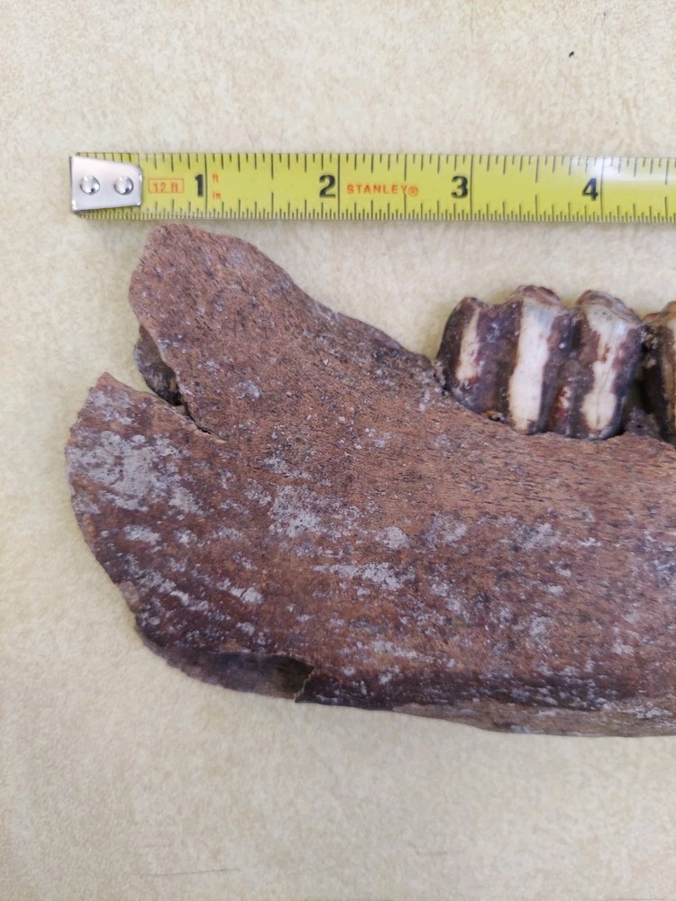 Bison Partial Jaw Bone Fossil with 3 Teeth 12"