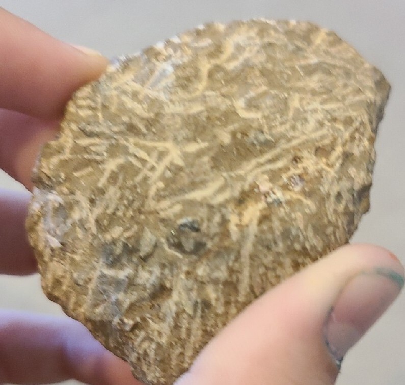 SMALL DEVONIAN TRILOBITE MORROCON UNUSUAL 400 MYO