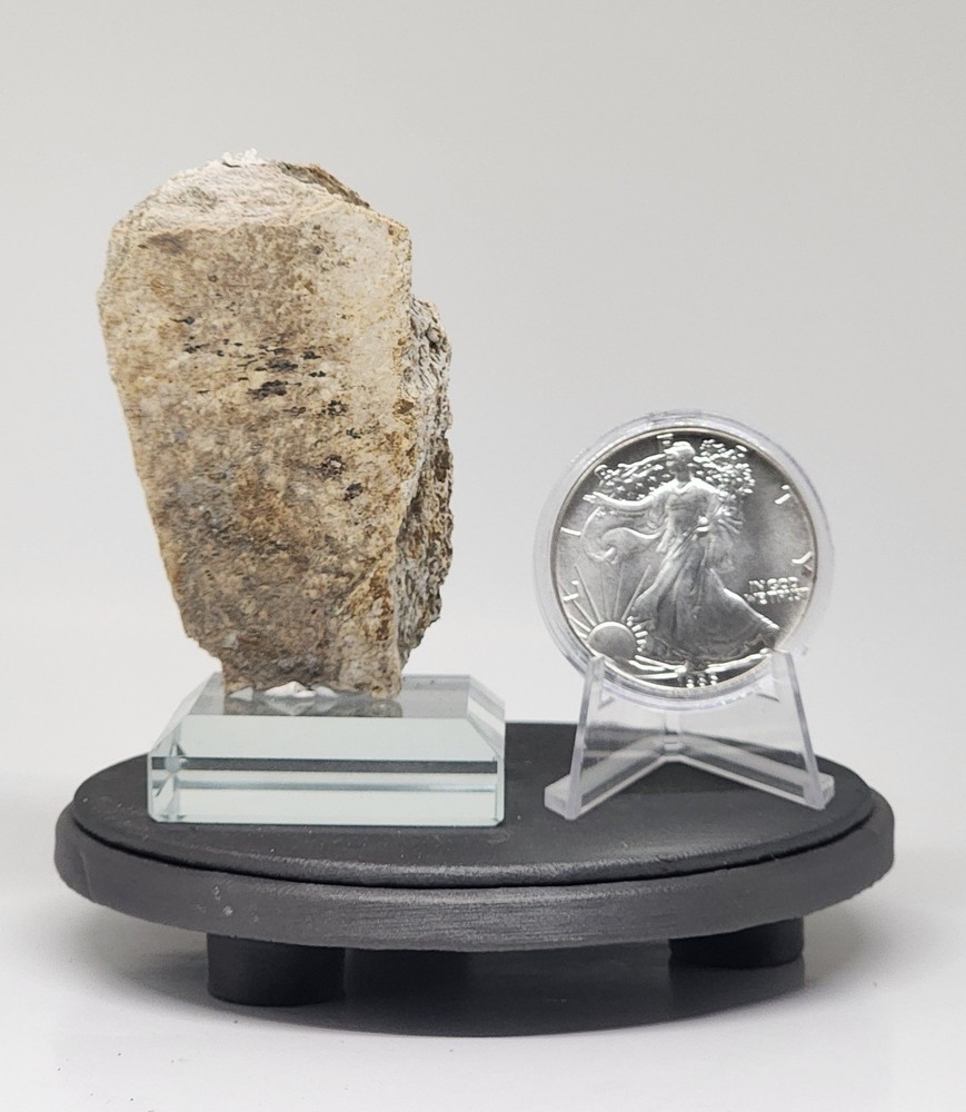 Mammoth Fossil Cranium Bone