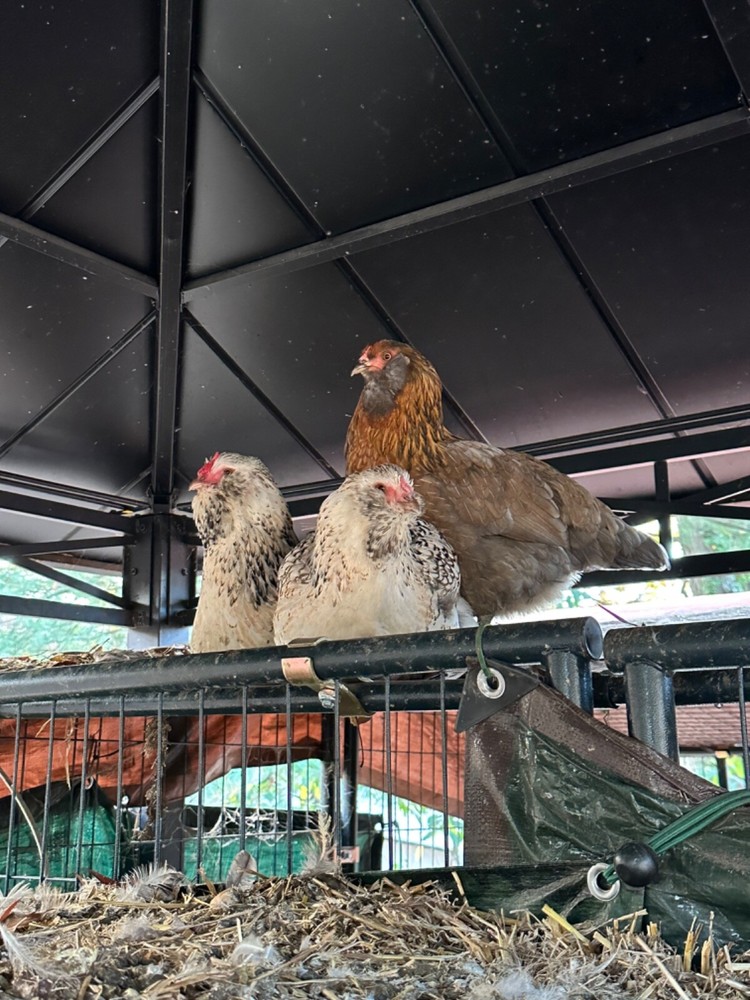 12 Rainbow chicken hatching eggs| Healthy Flock