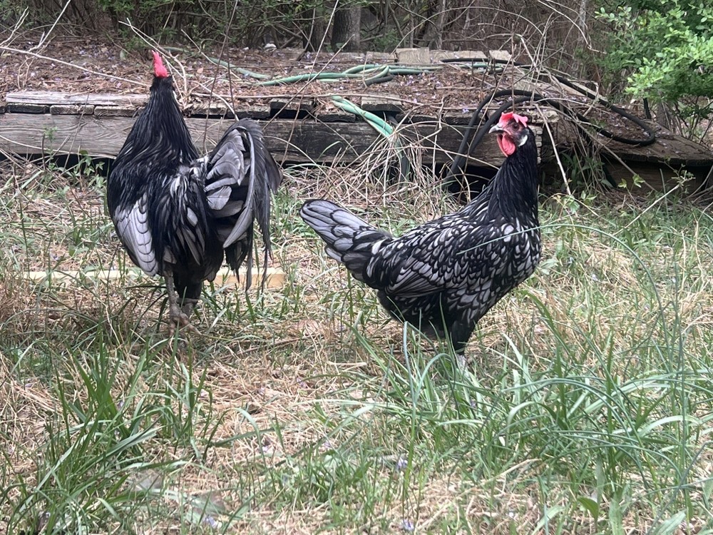 Assorted Large Fowl Hatching Eggs—Exhibition Line