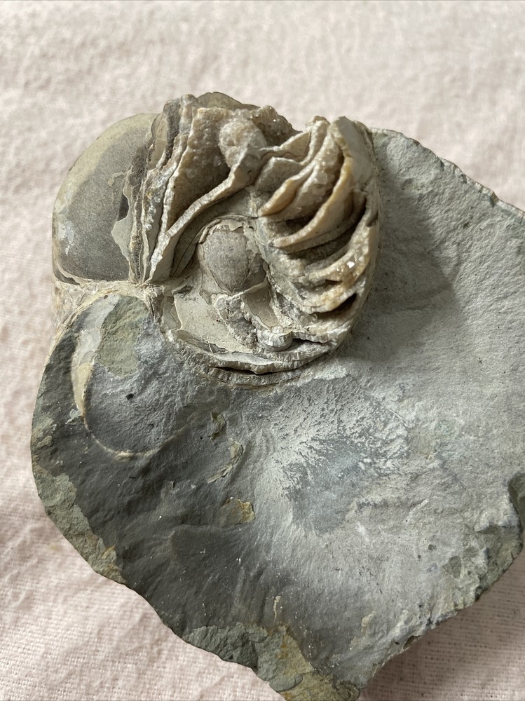 Real Fossil 485 Gr