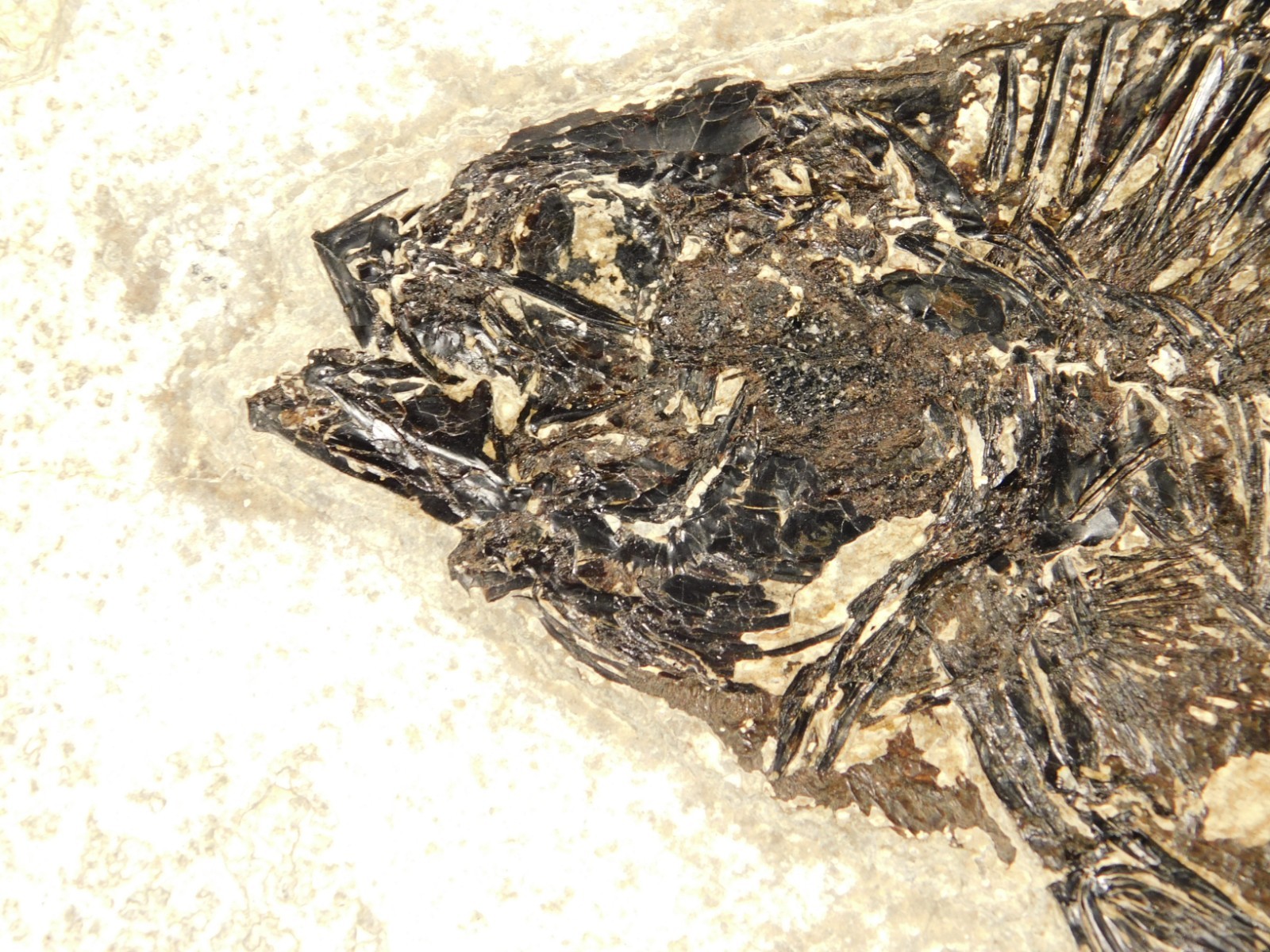 Two! SPECIES Rare Priscacara FISH Fossil and Diplomystus On HUGE Matrix Wyoming