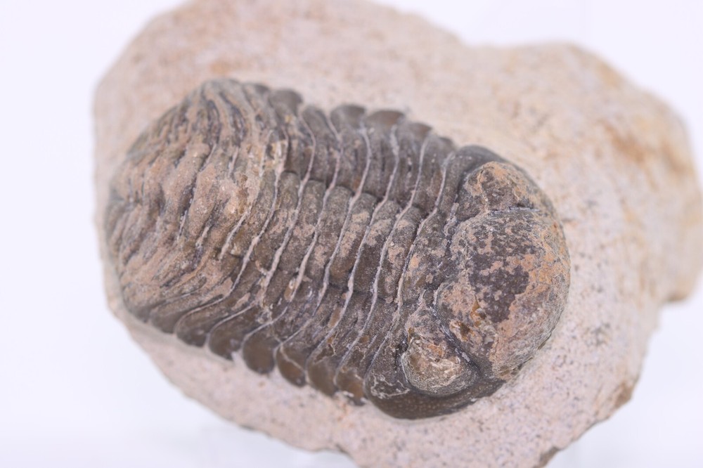 Fossil Trilobite Austerops (Phacopid) 1.87" Devonian Morocco COA 5674