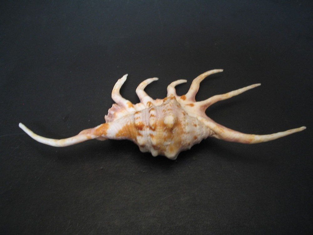 Outstanding...LAMBIS CROCATA~127.7mm/Gem~Madagascar SEASHELL