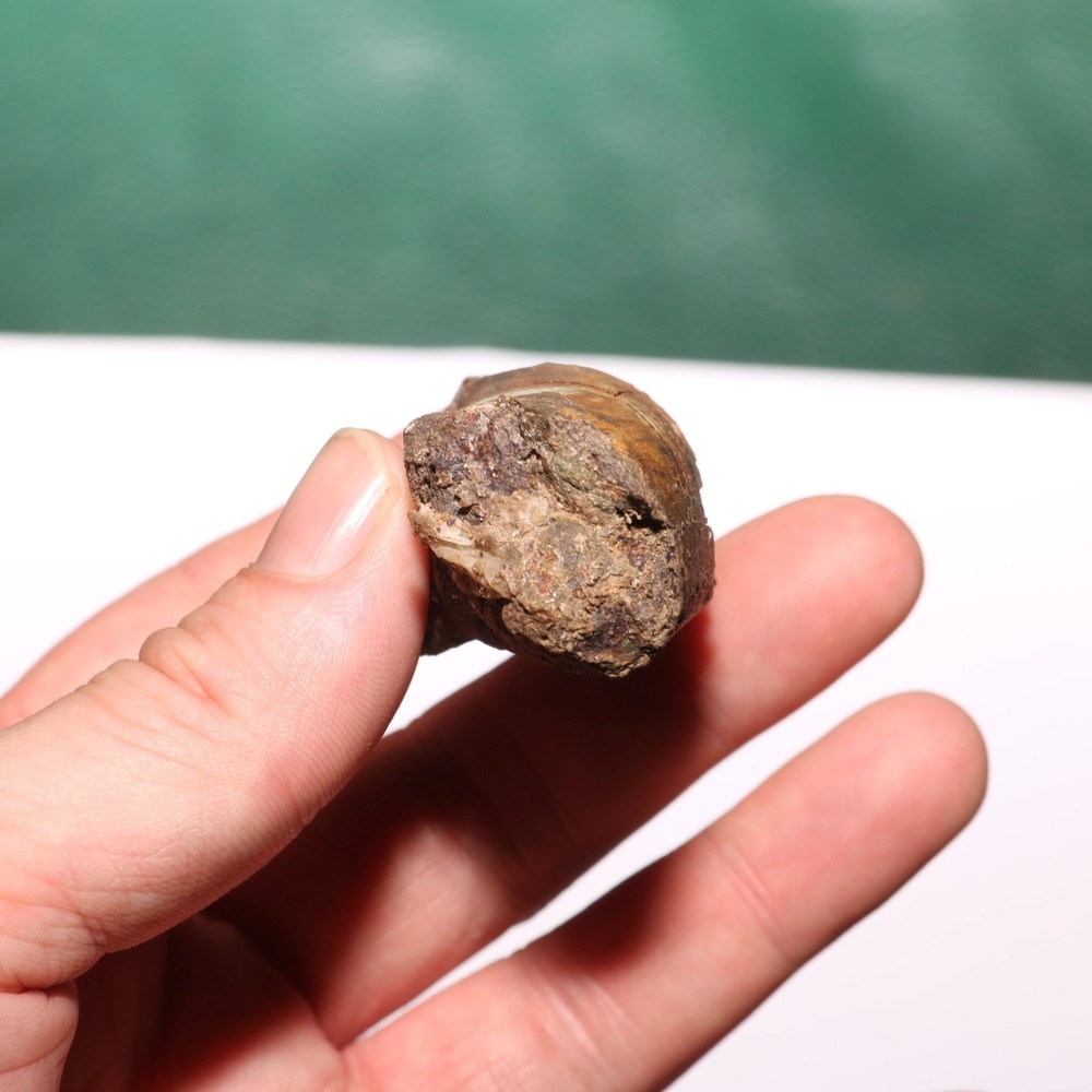 Small Dinosaur Rib Section from Hell Creek Formation Cretaceous - Nice Quality