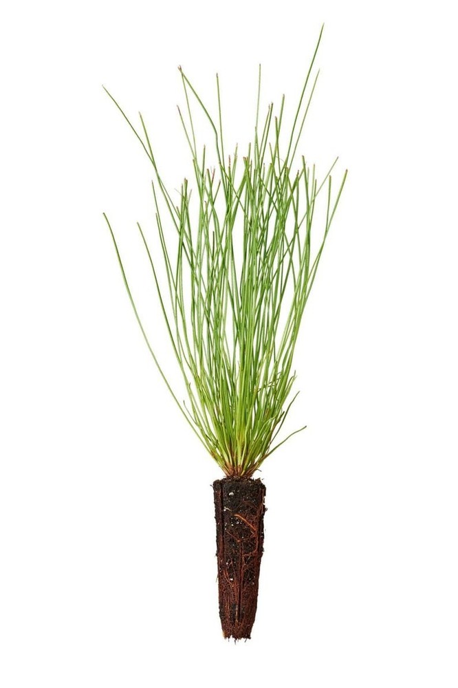 100 Longleaf pine tree plug seedlings