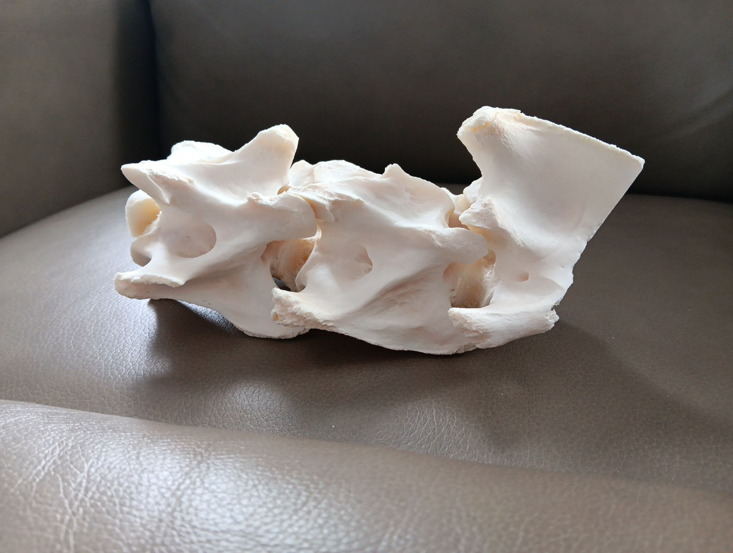 Deer Spine Connected 3 Vertebrae Professionally Cleaned Whitened Taxidermy Buck