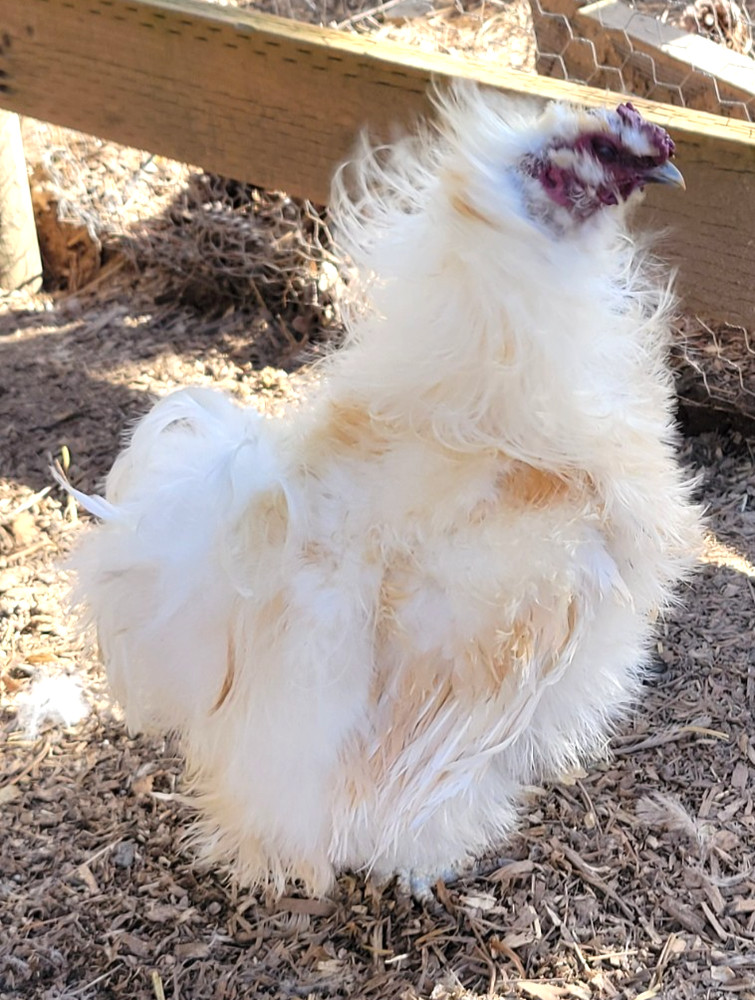 10+ BEAUTIFUL Silkie Hatching Eggs .