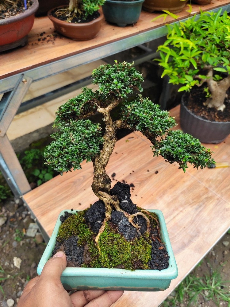 Serissa Foetida Living Tree Bonsai Tree