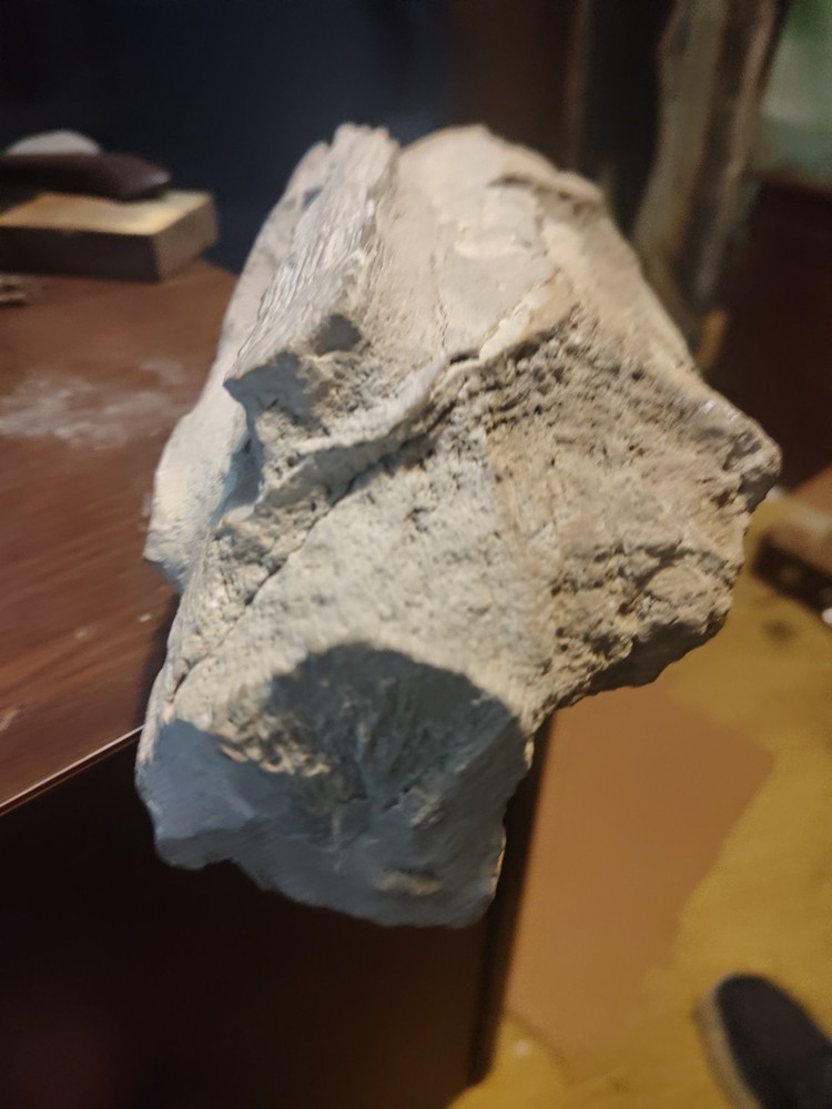 petrified wood
