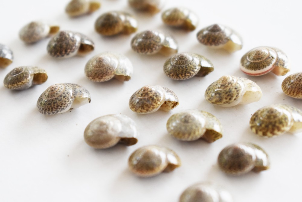 1 Lb (2000) Tiny Black Umbonium Mini Shells (1/4-1/2") Beach Crafts Scrapbook