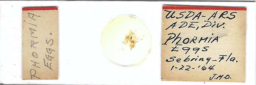 Blow Fly Phormia sp. Eggs Microscope Slide