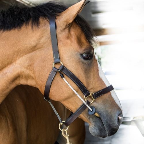 ThinLine Busy Buddy - For The Halter