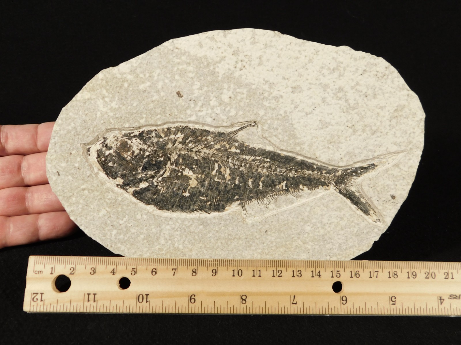 Larger! FIFTY Million Year Old! Diplomystus Dentatus FISH Fossil Wyoming 343gr