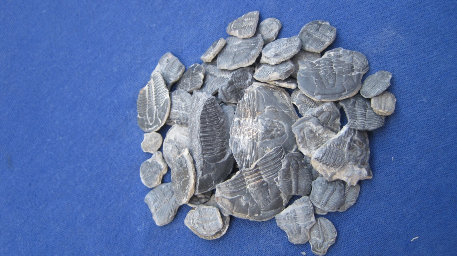 LOT OF 250 FOSSILS 25 of 10 DIFFERENT WHOLESALE