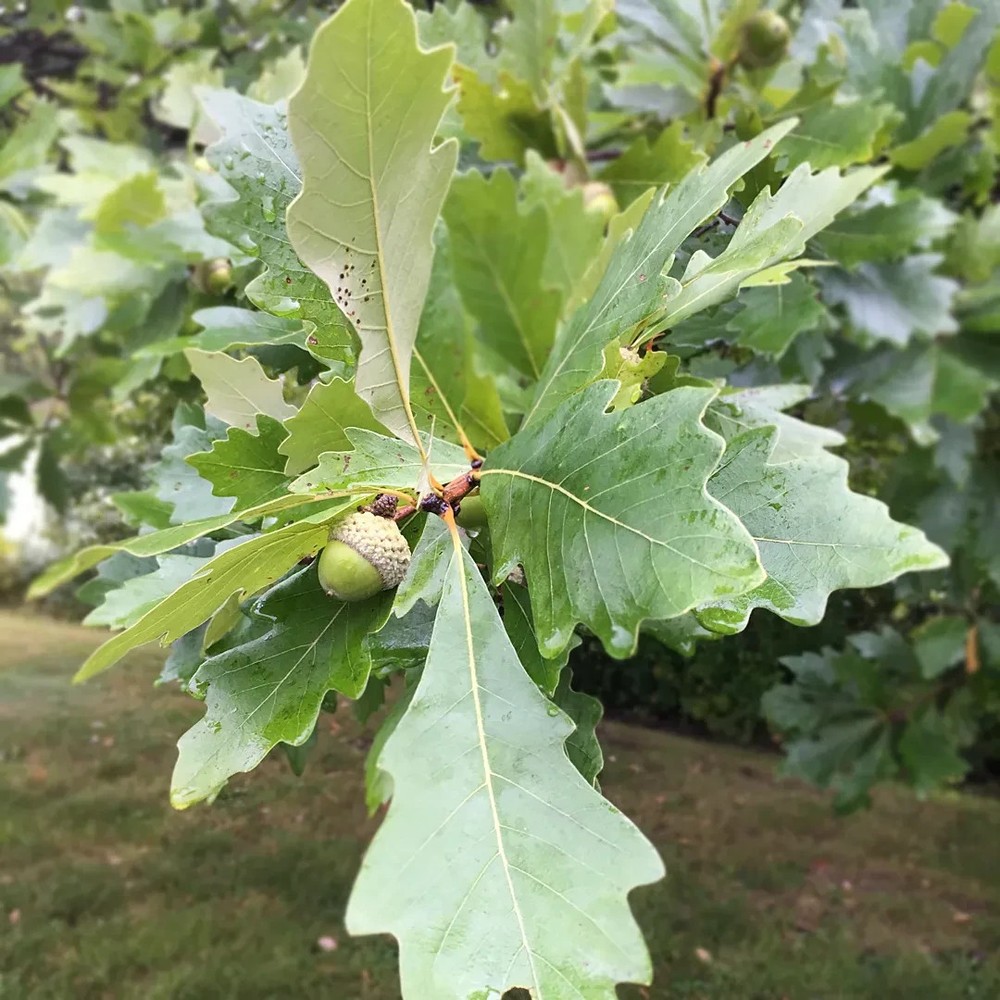 1 Swamp White Oak Tree 12-24" Quercus bicolor Bare Root