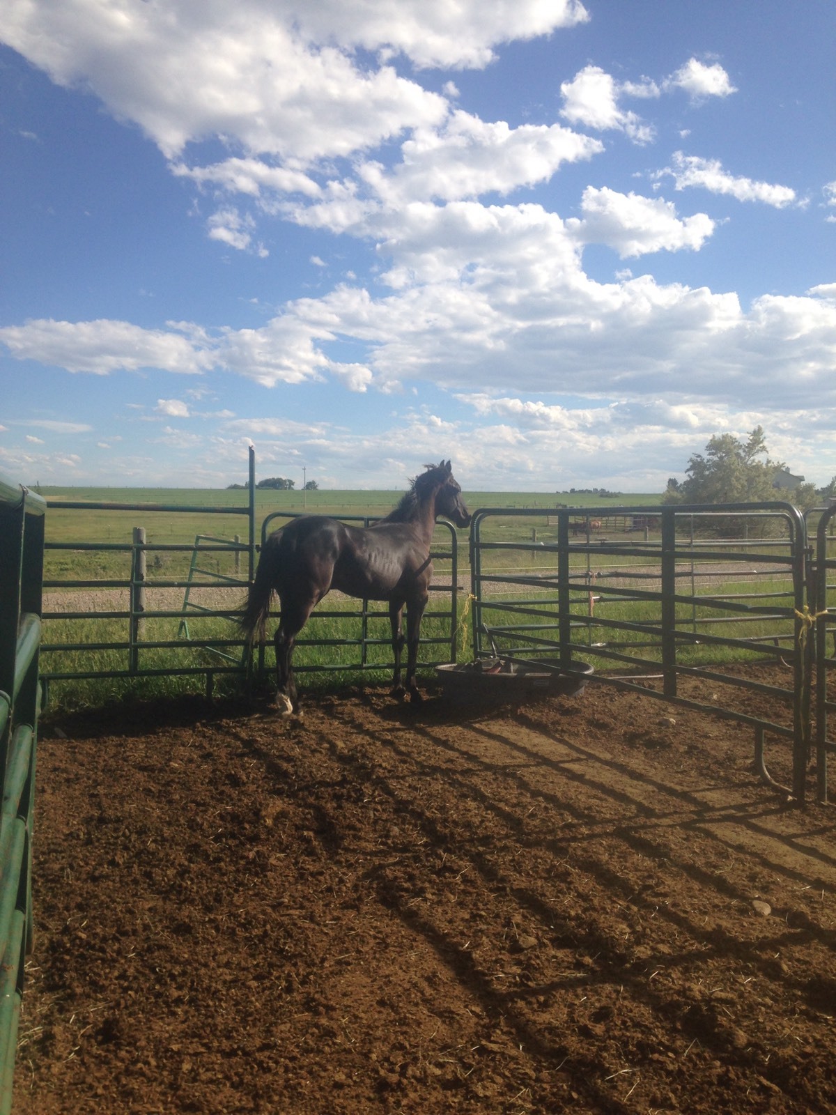 Animal Element Foundation Detox 7# improves top line, hoof growth, coat