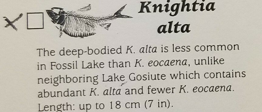 Fish Fossil (FF3) Knightia Alta