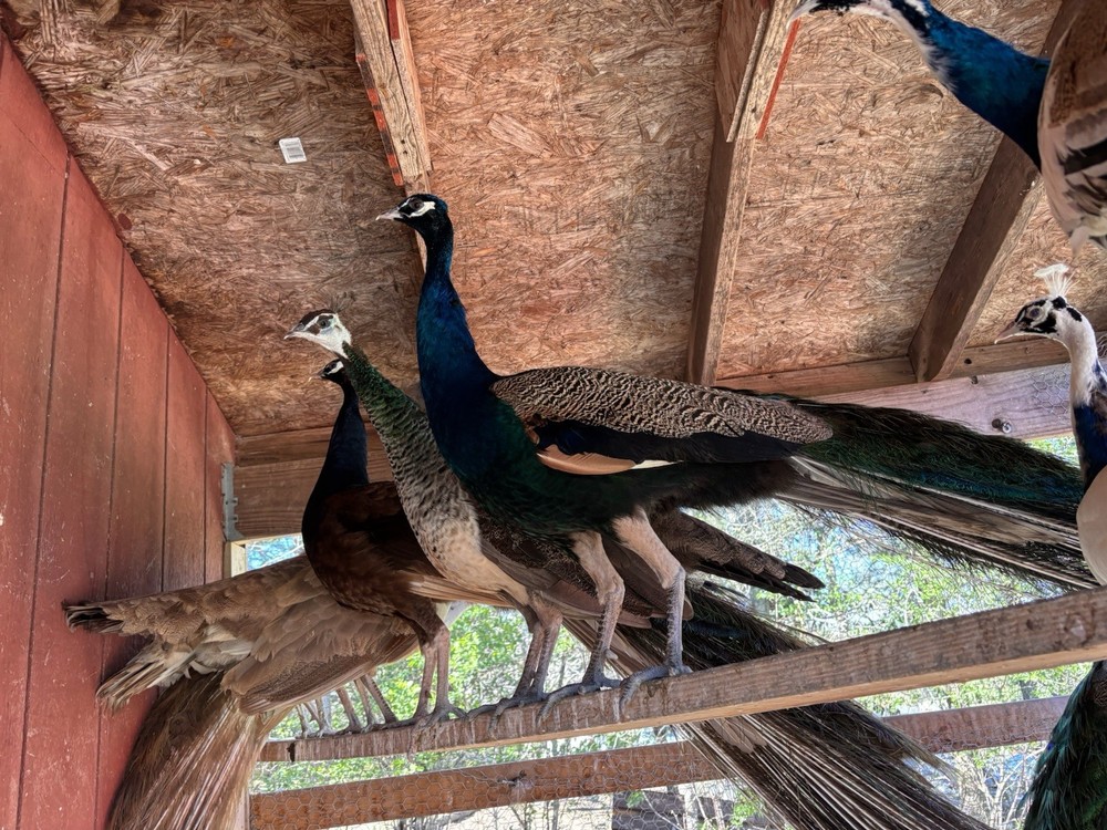 6 Peacock Peafowl Hatching eggs - Ready to ship
