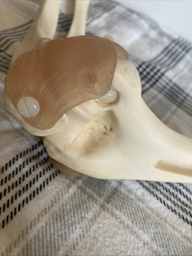 Somso Anatomical Elbow Joint Model. Read