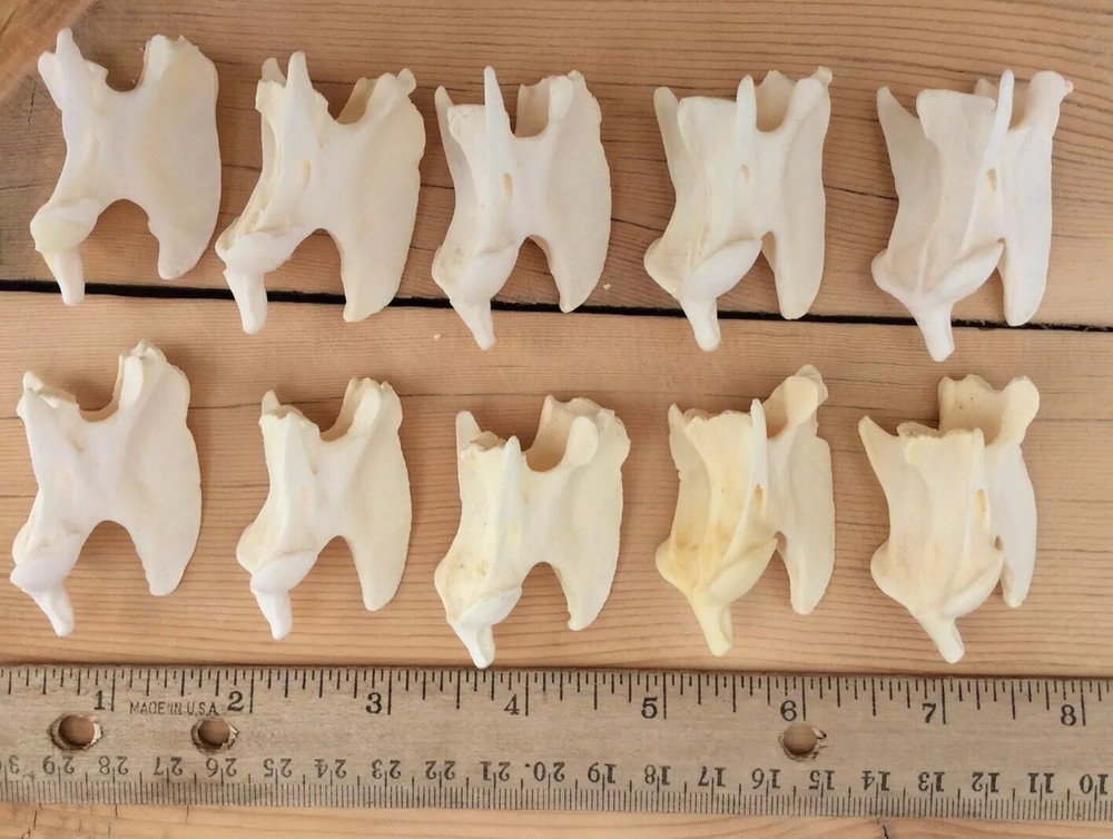 10 Coyote Axis Bones Canis Iatrans