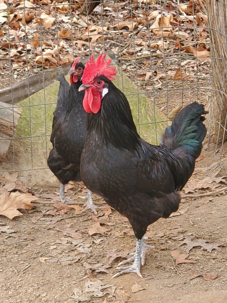 6 Dominique And 6 Black Penedesenca Hatching Eggs