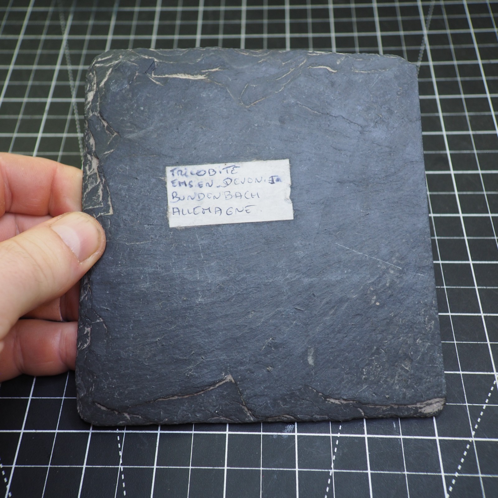 Chotecops ferdinandi Pyrite Trilobite Bundenbach Germany Fossil Devonian