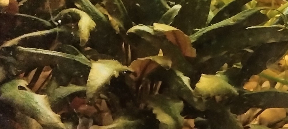 cryptocoryne wendtii