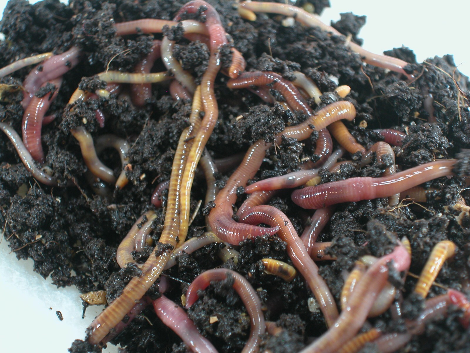 50+ Red Wiggler Worms—Live-Healthy-Organic—Eisenia fetida—FREE SHIPPING