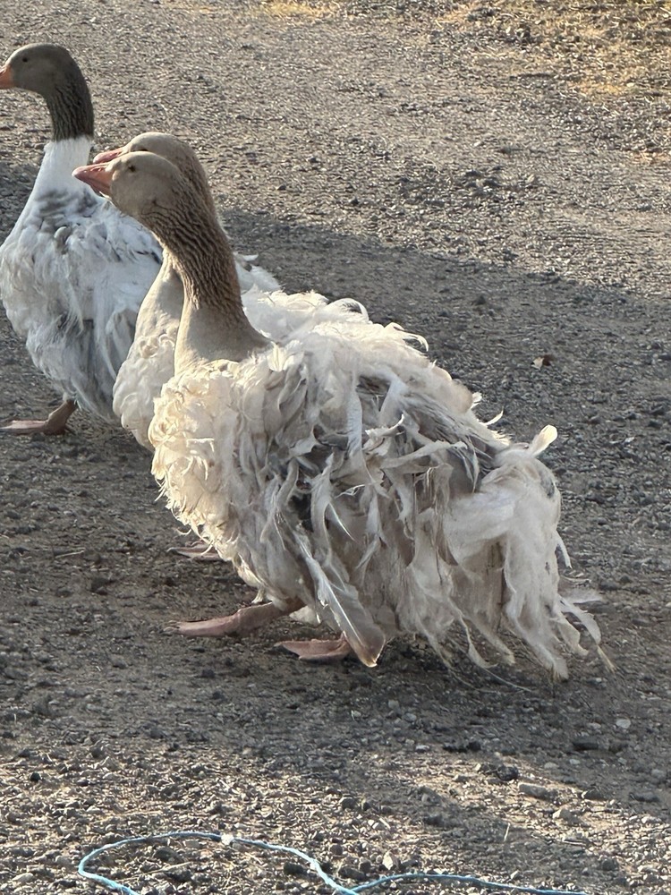 2 Sebastopol Geese Hatching  Eggs read description please.