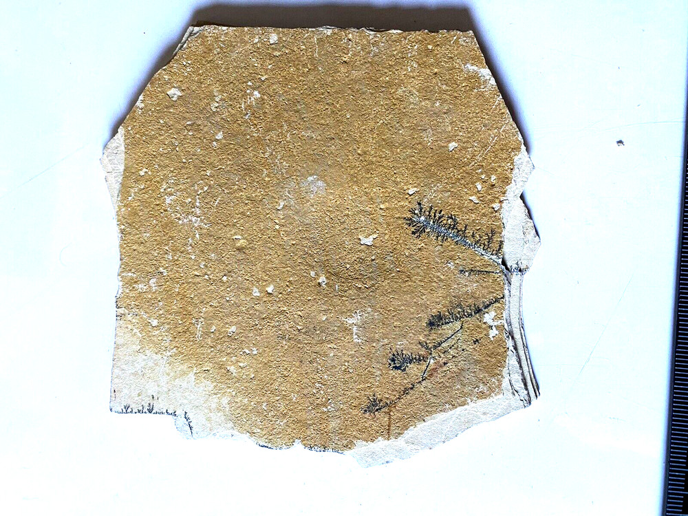 Fossil With Inclusions See Photos
