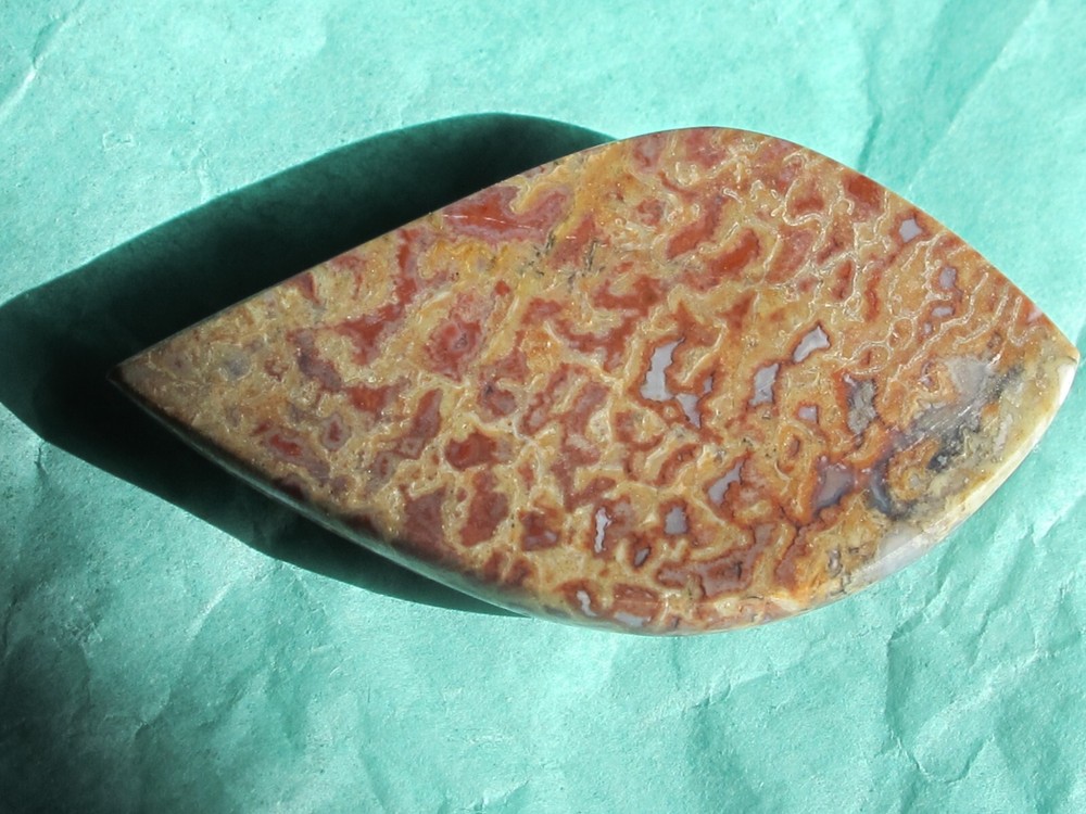 Dinosaur Bone * Large Unique Cabochon - 60 cts.