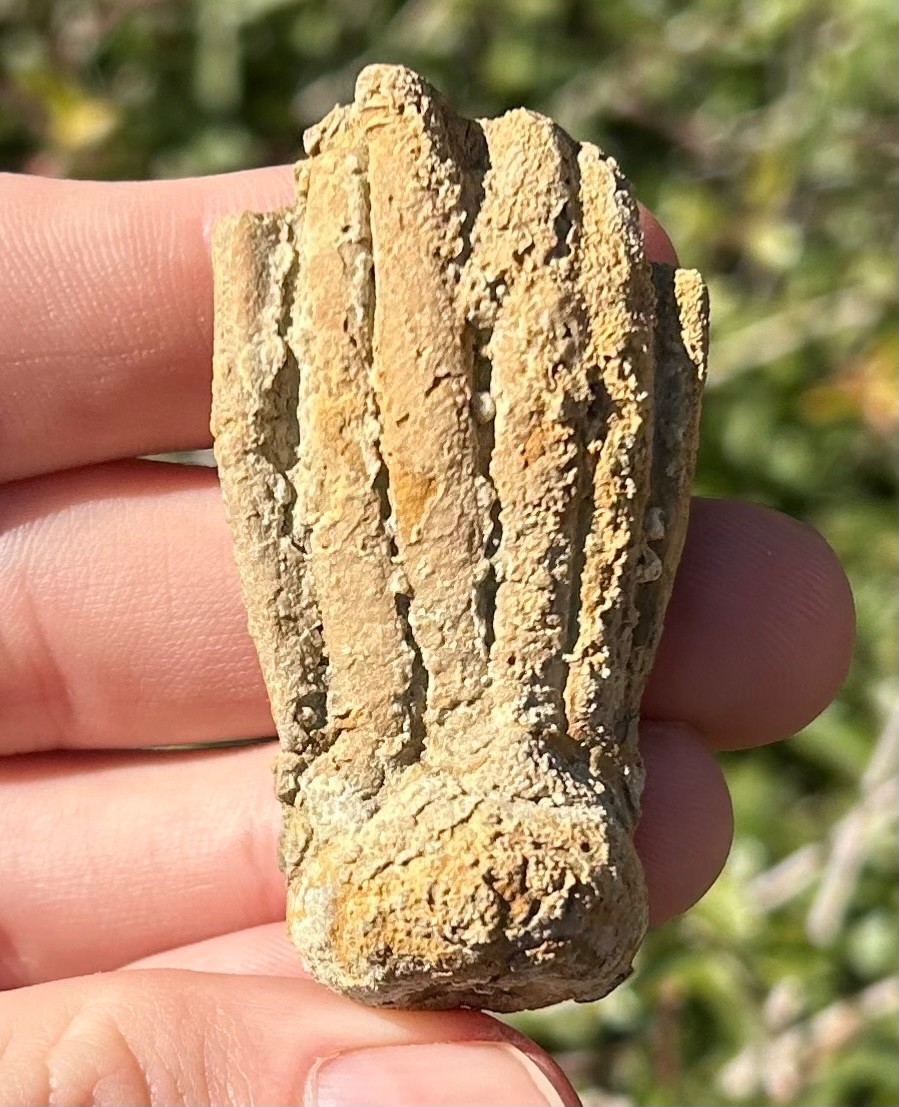 NICE Fossil Crinoid Phanocrinus bellulus Alabama Bangor Limestone Formation