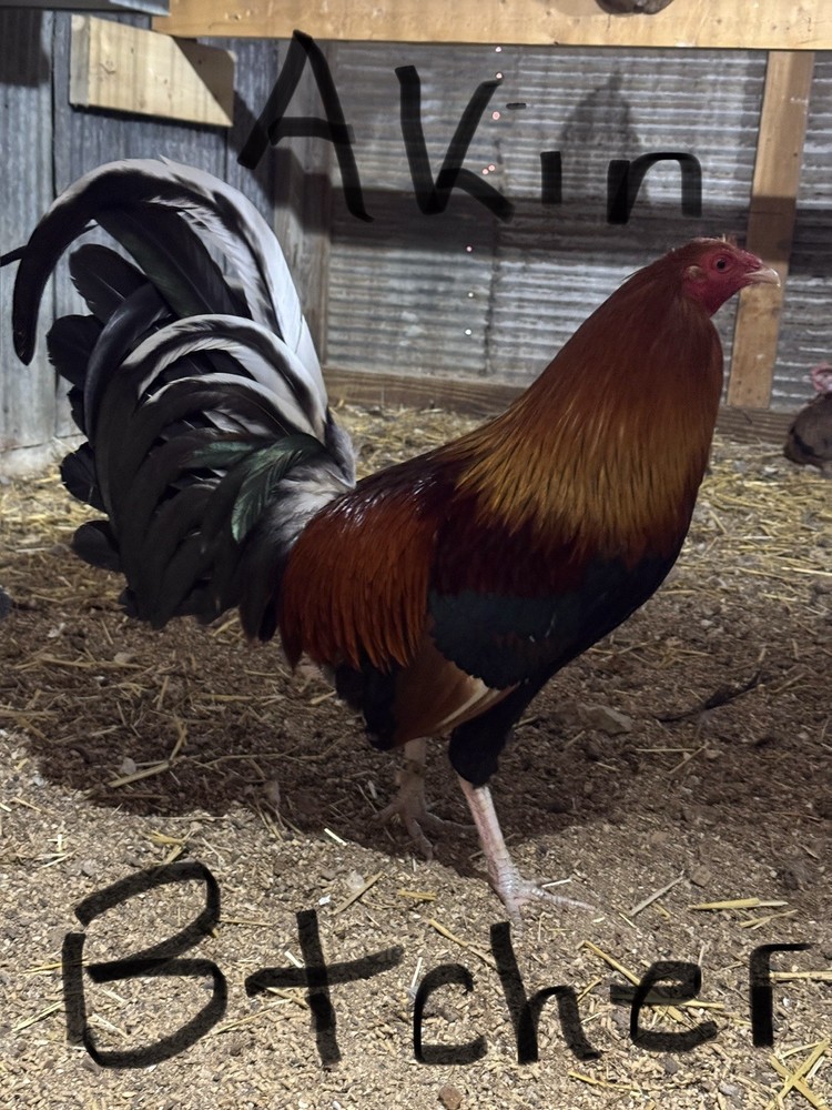 6 + Chicken Fertile Hatching Eggs