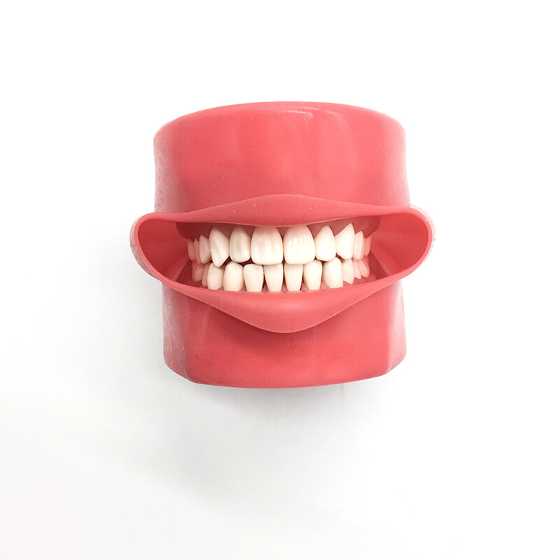 Teeth Model Silicone Mask with 28pcs Screw Fixed Teeth for Phantom Head Model