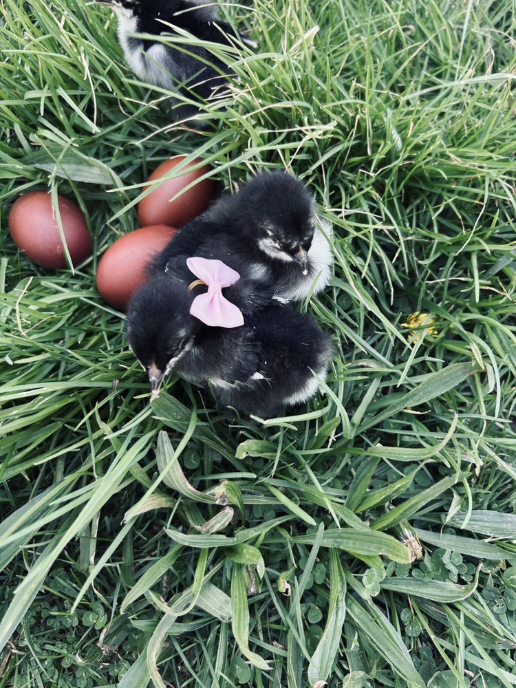 Chocolate Maran eggs 1 Dozen