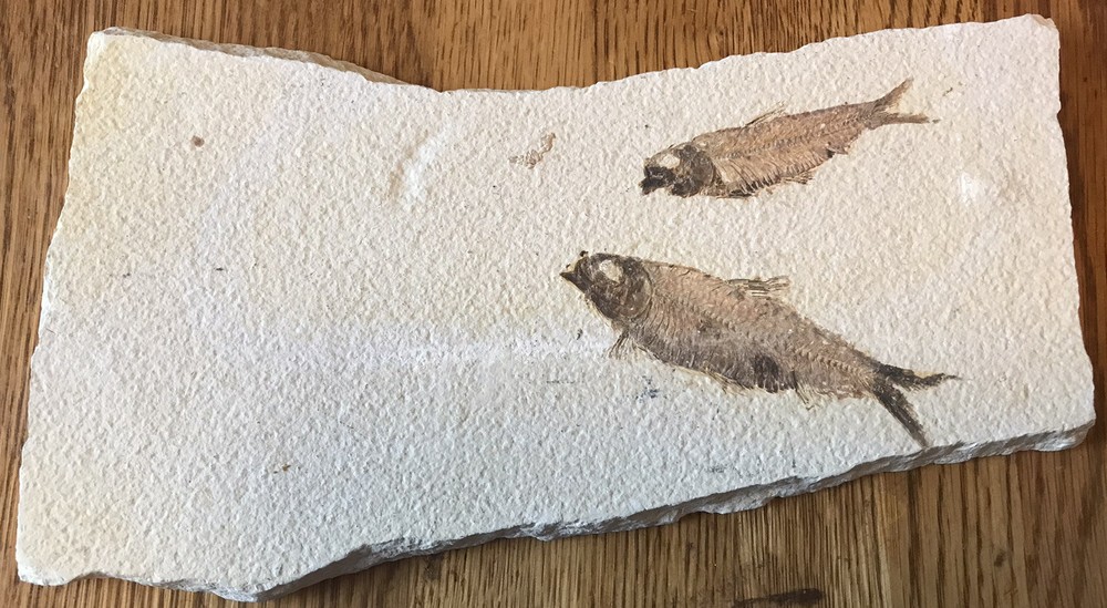 Multiple Fish Fossil Plate