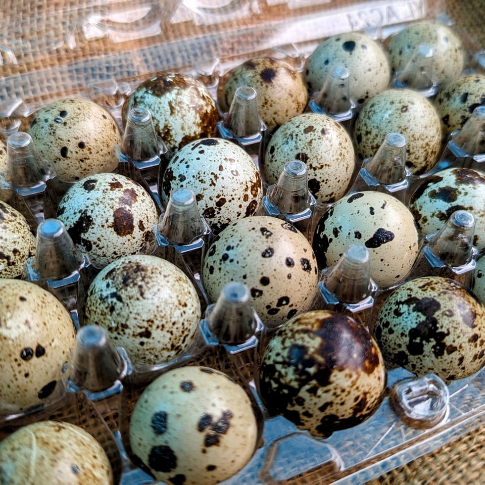 35 +extras Coturnix Quail Hatching Eggs NPIP Flock