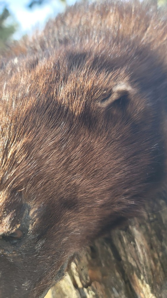 Mountain Man Fur Hat