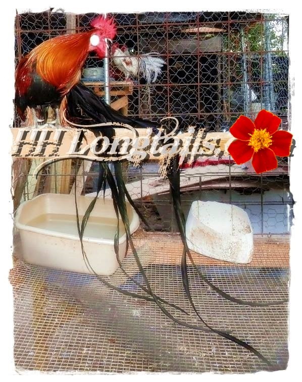 6+ BBRED Black Breasted Red Phoenix longtail Chicken hatching eggs SHOW QUALITY