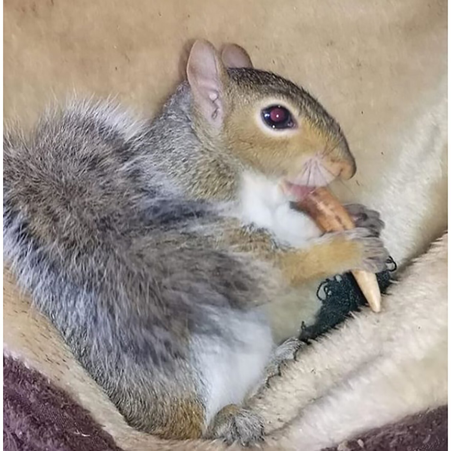 Antler Chews - Natural Source - Food for Chinchillas, squirrels and more